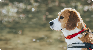 犬